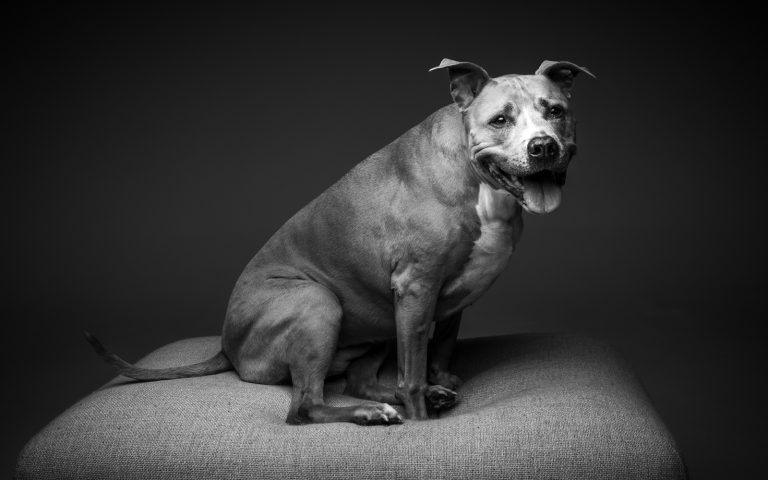 lovely black and white dog portrait photography