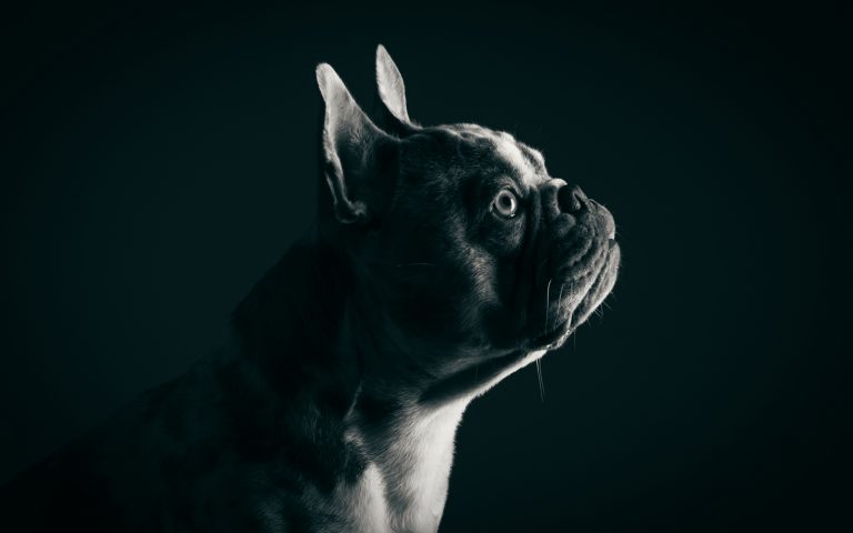 french bulldog photography portrait session