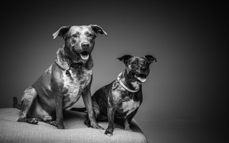 Two dog sitting for the dog portrait photo shoot