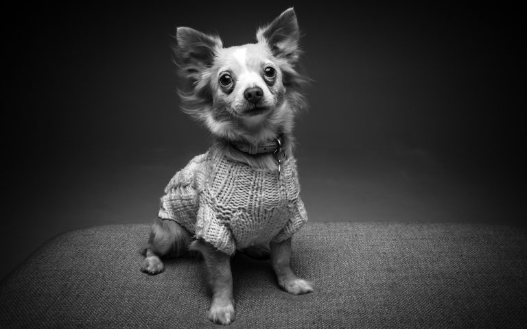 Dog portrait Photography