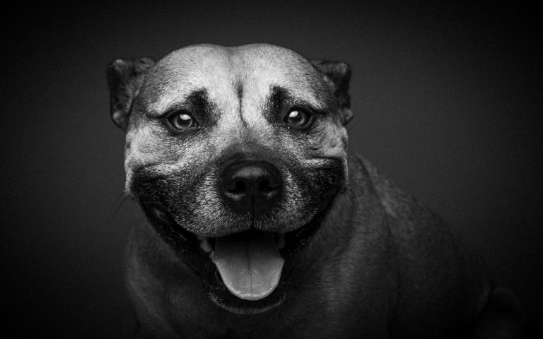 Closeup black and white dog portrait session