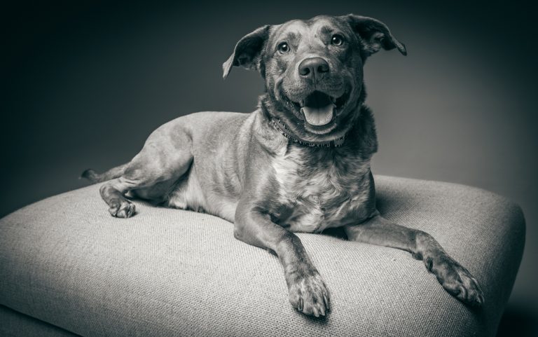Dog portrait photo shoot on the Gold Coast
