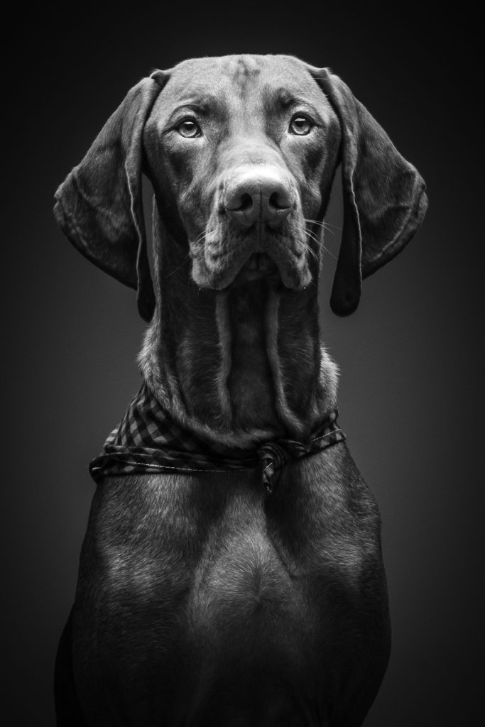 big dog photography by professional pet photographer Wes McNeil