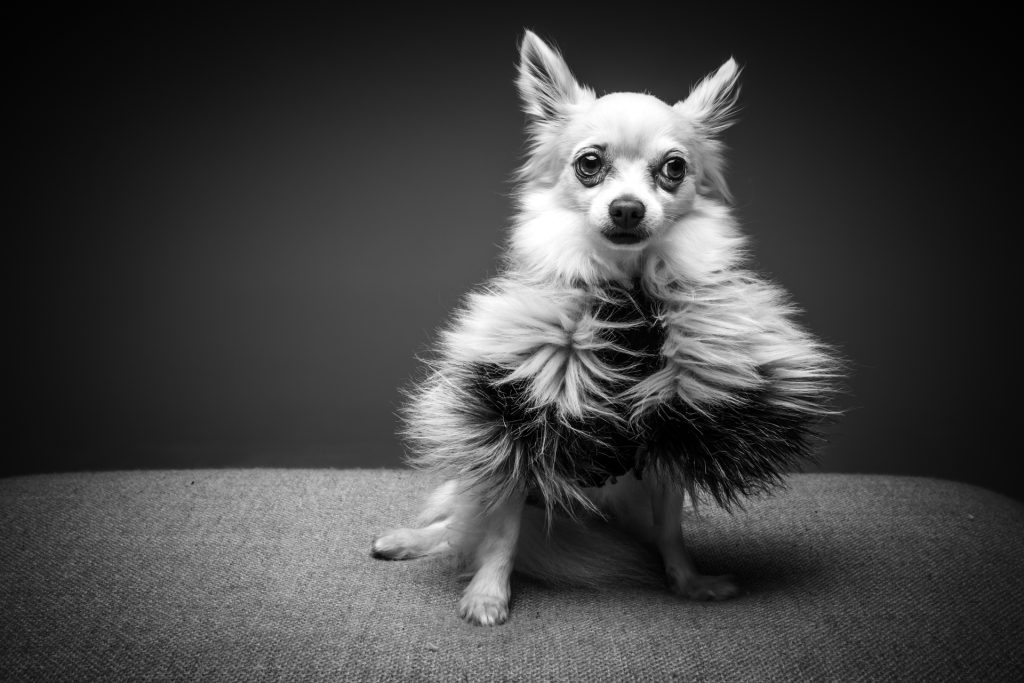 black and white dog portraits by gold coast photographer Wes McNeil